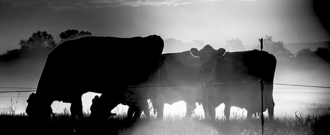 ¿La CLAVE del ÉXITO empresarial, una VACA Púrpura?