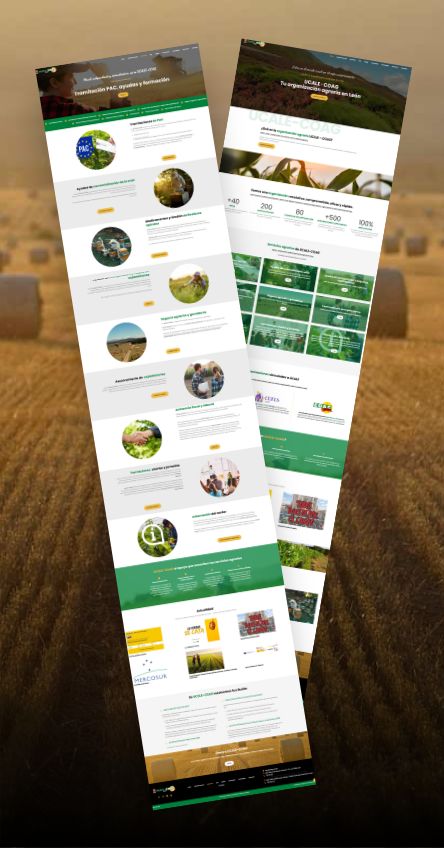 UCALE · Diseño web